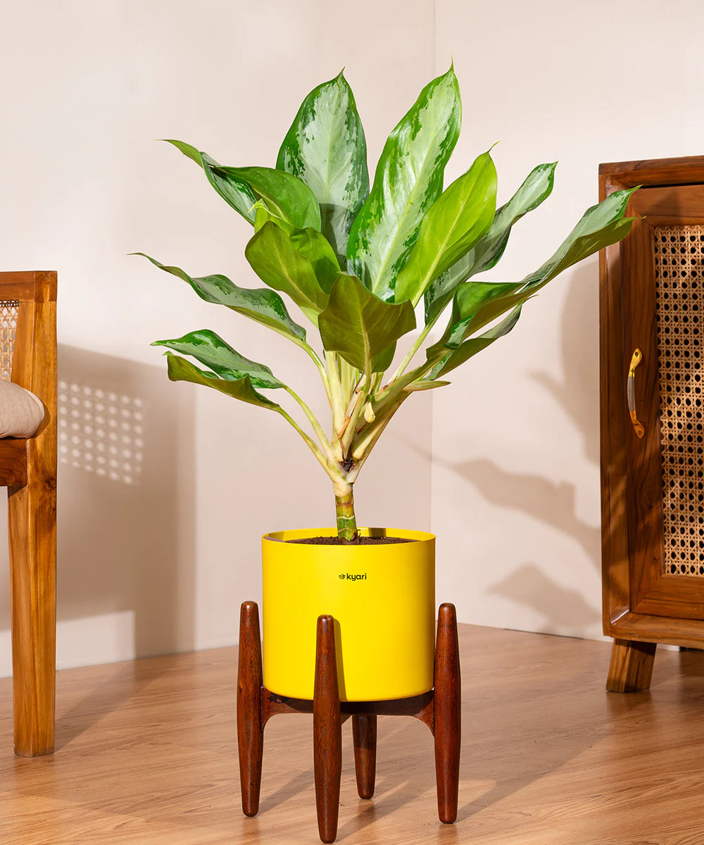 Product image 84