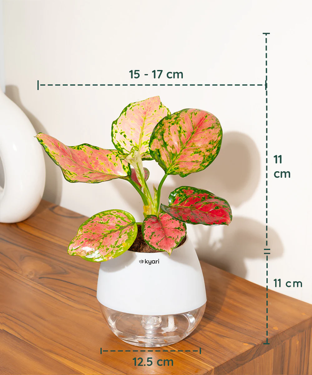 Product image 106