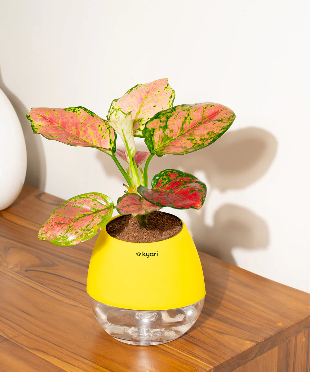 Product image 113