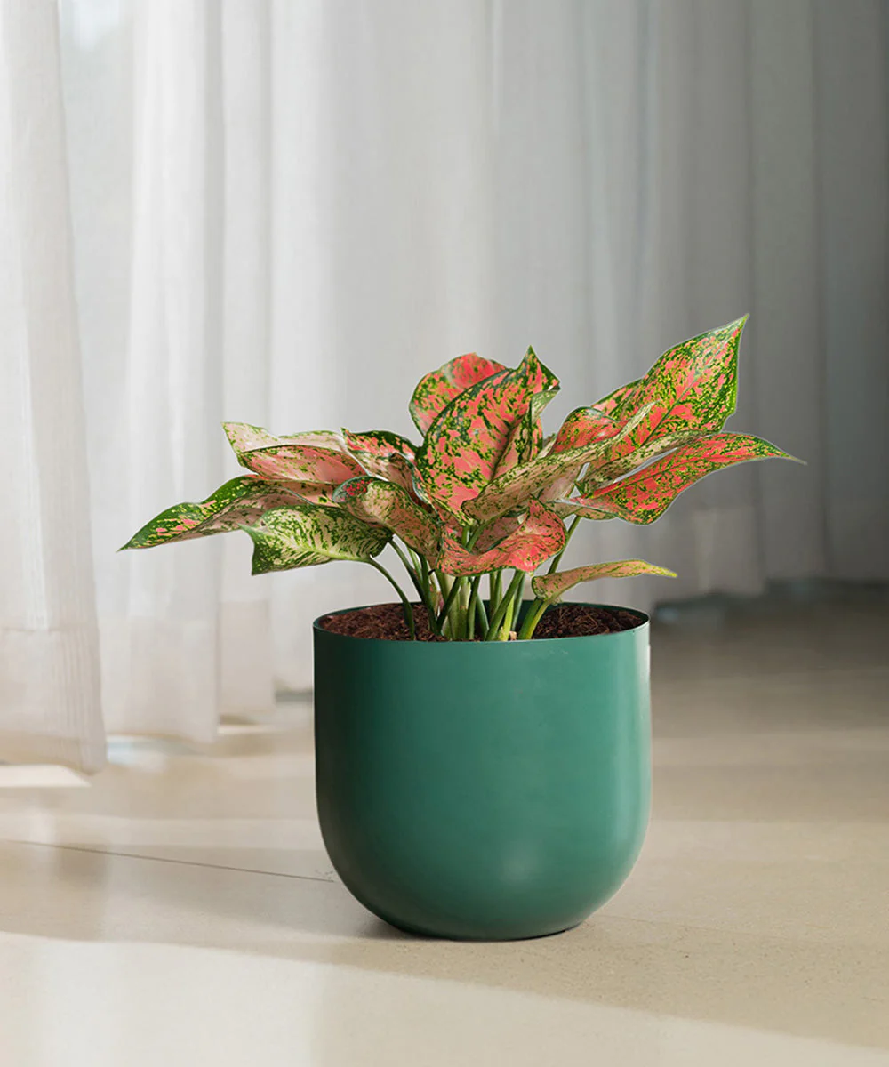 Product image 71