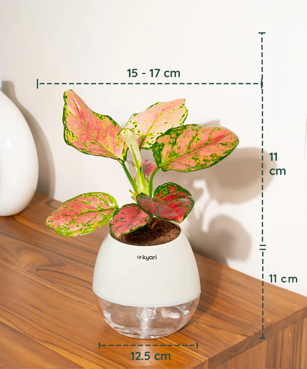 Product image 82