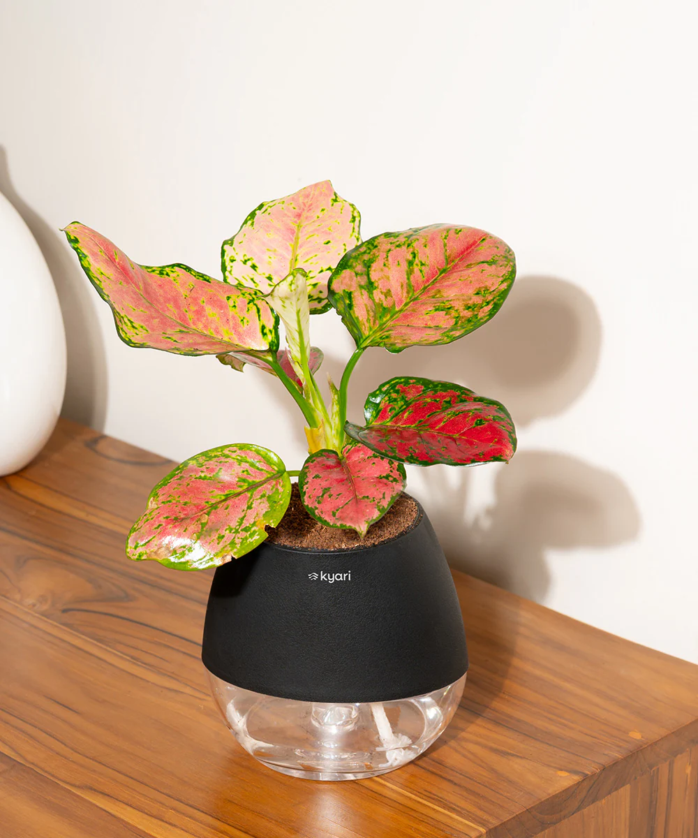 Product image 89