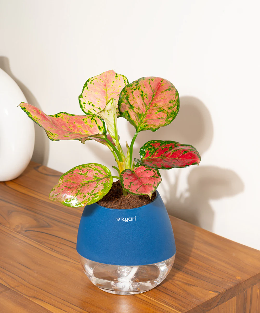 Product image 97