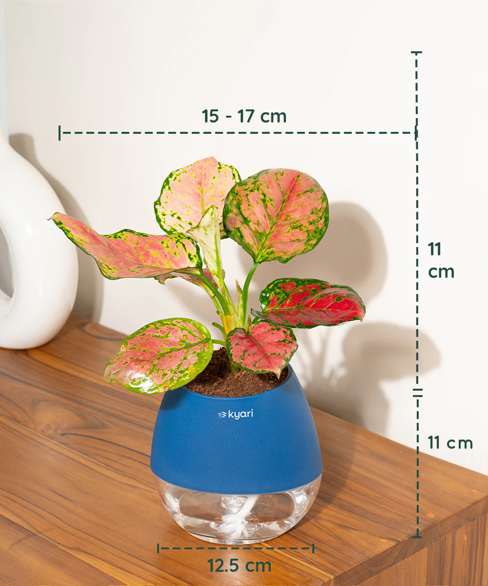 Product image 98