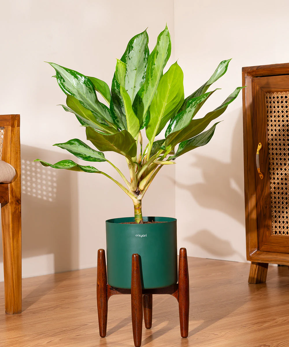 Product image 80