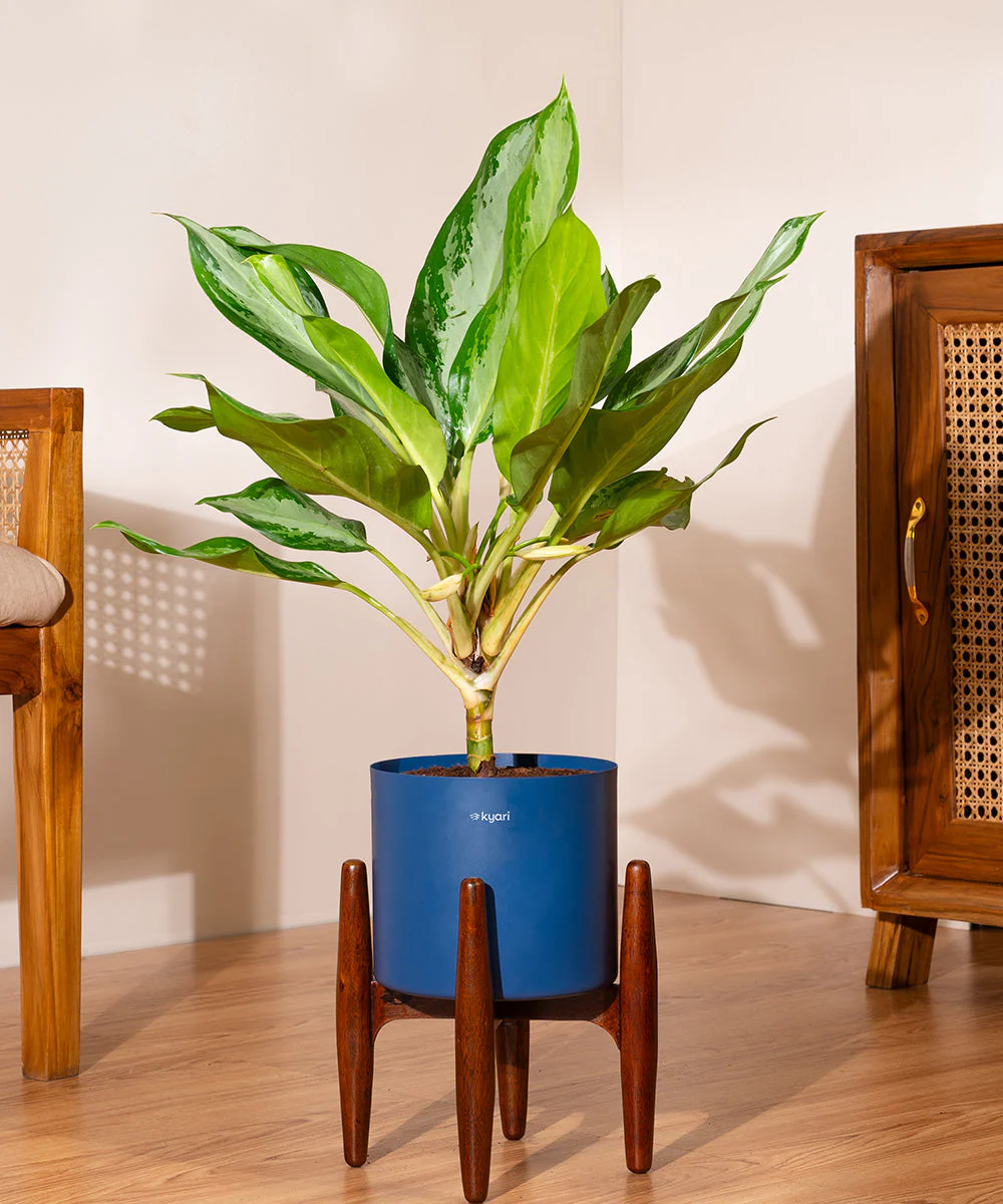 Product image 84
