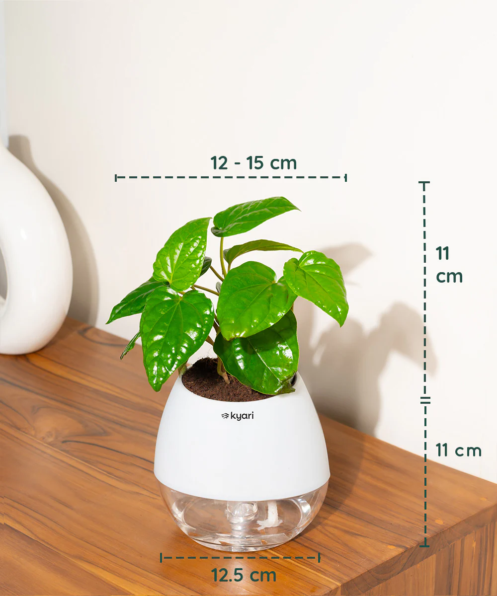 Product image 100