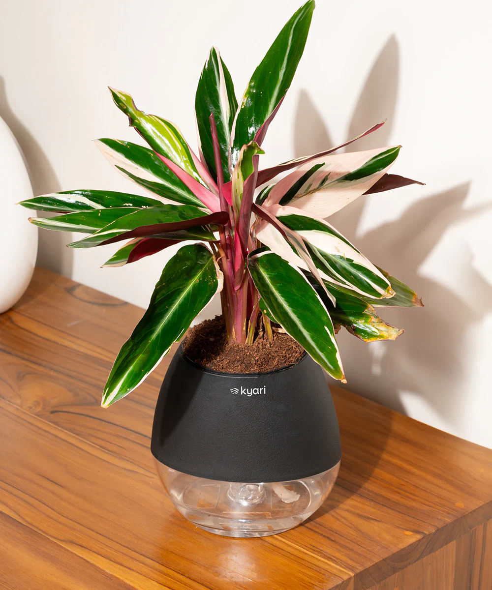 Product image 123