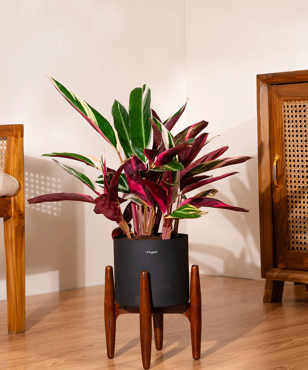 Product image 93