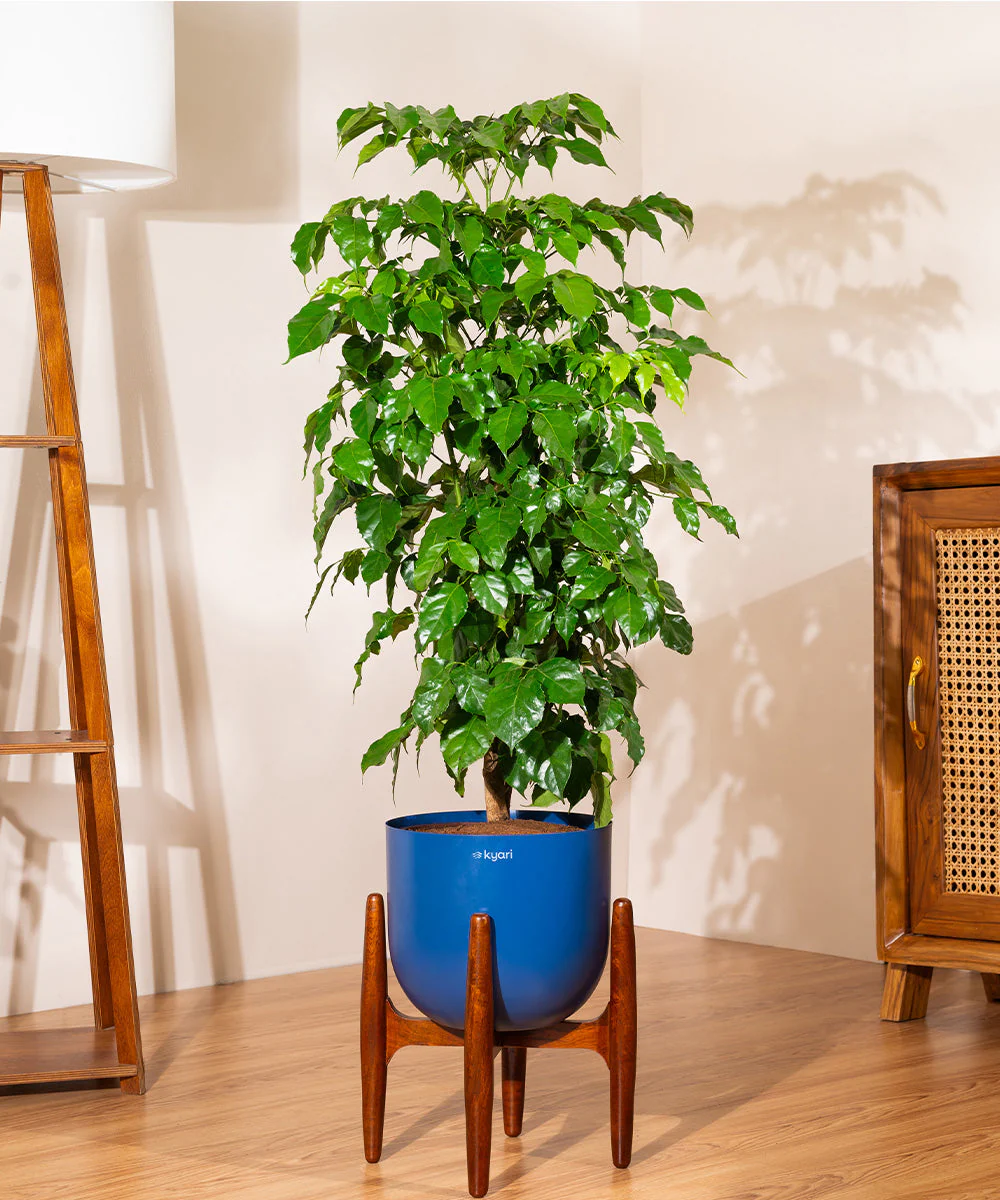 Product image 78