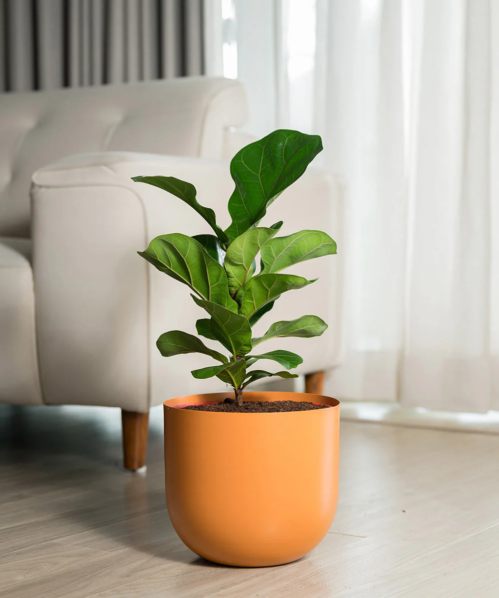 Product image 123