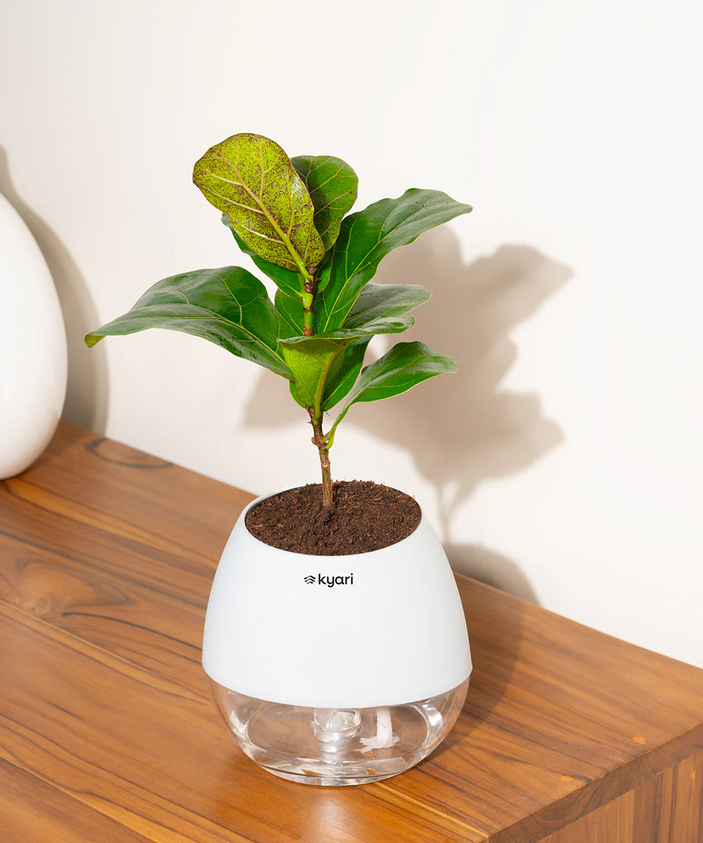 Product image 156