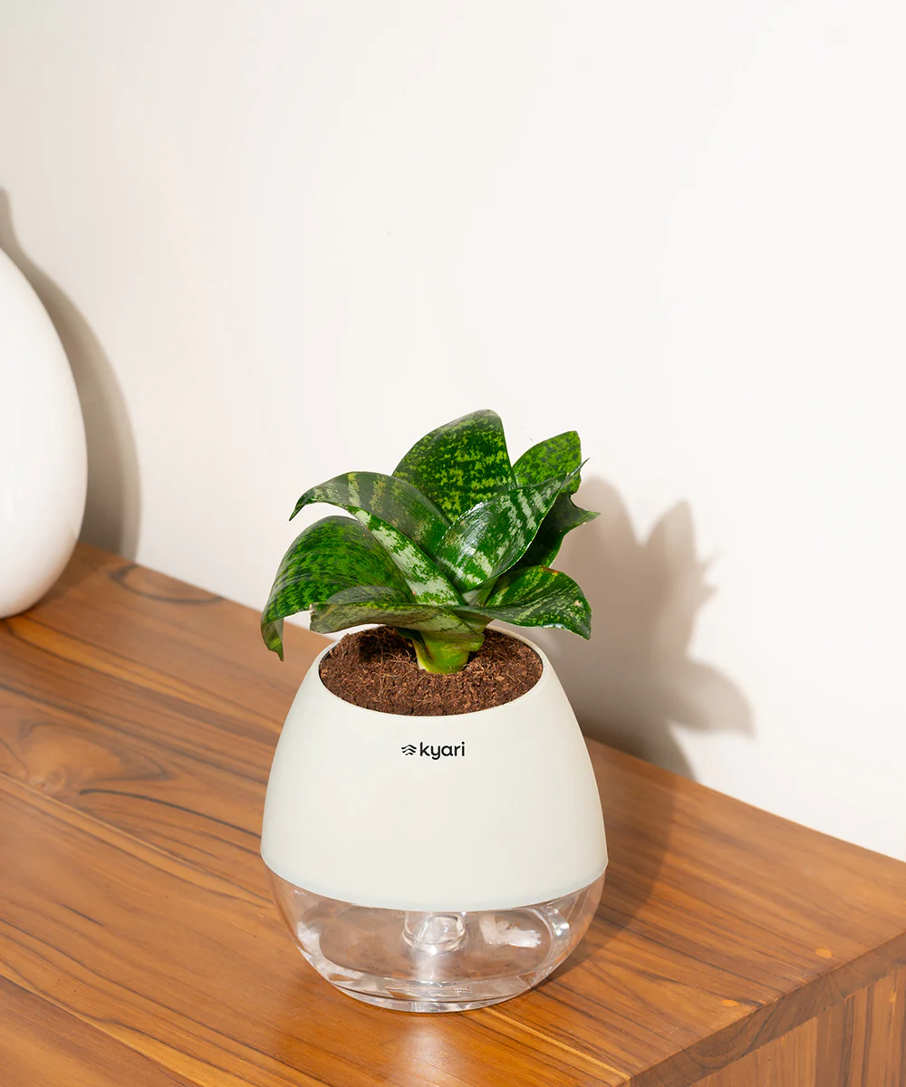 Product image 100
