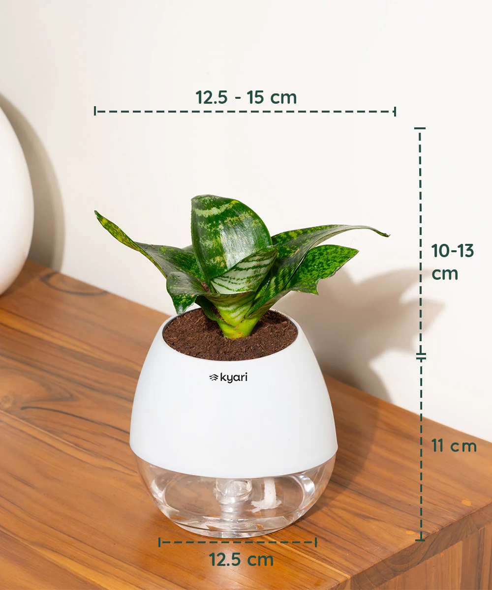 Product image 79