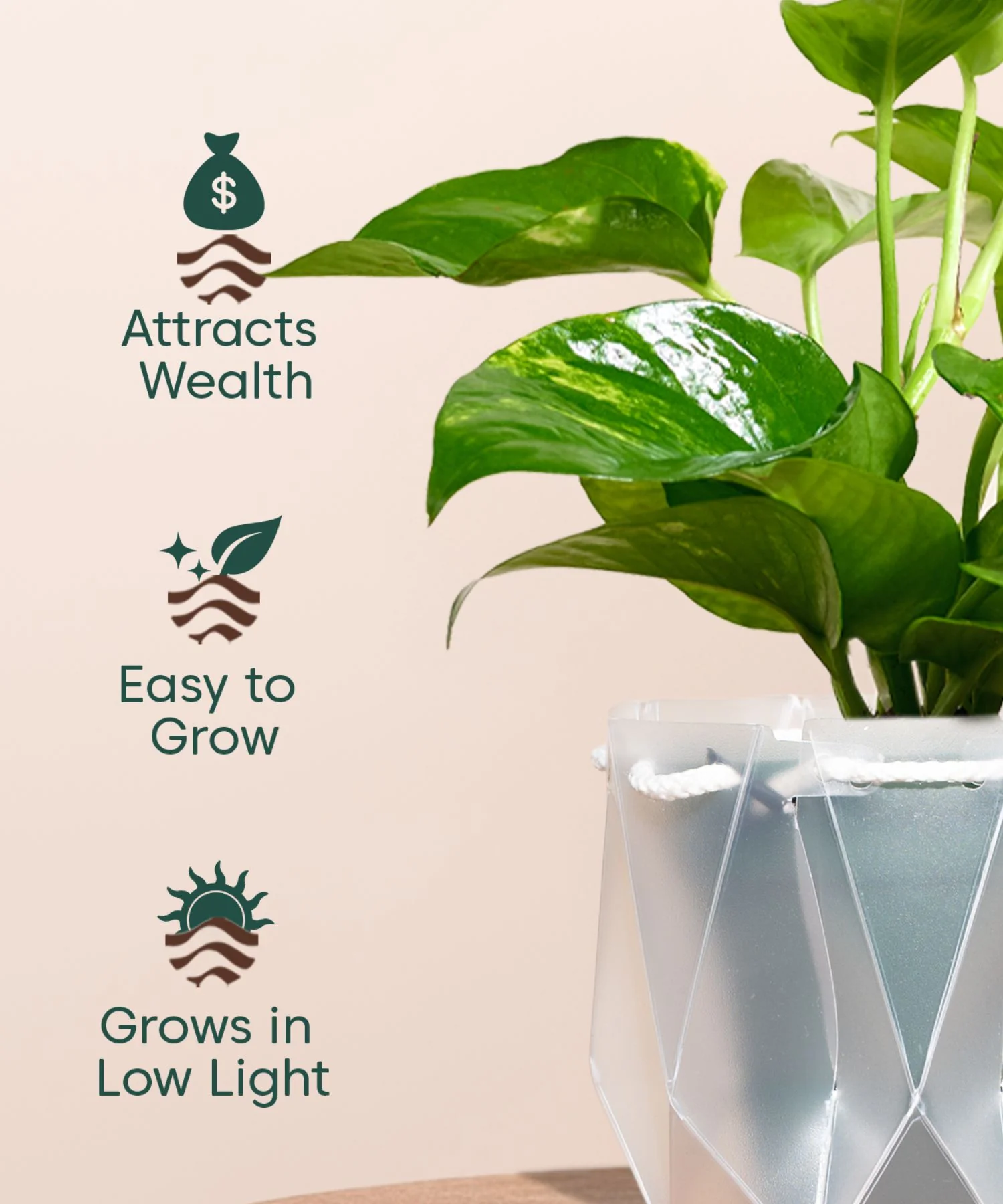 Product image 100
