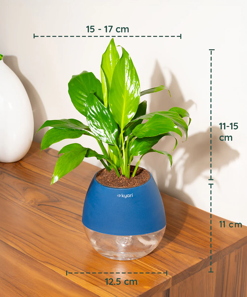 Product image 86