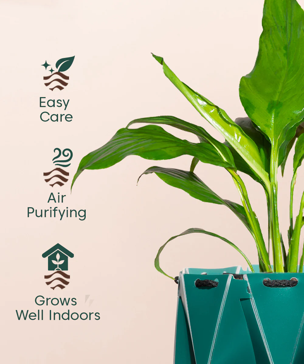 Product image 121