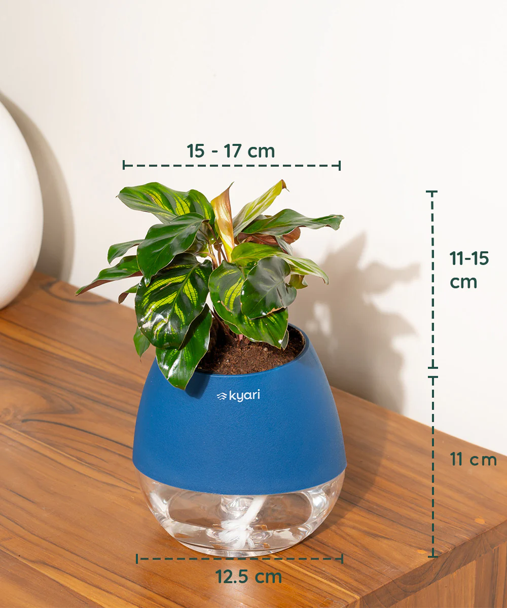 Product image 100