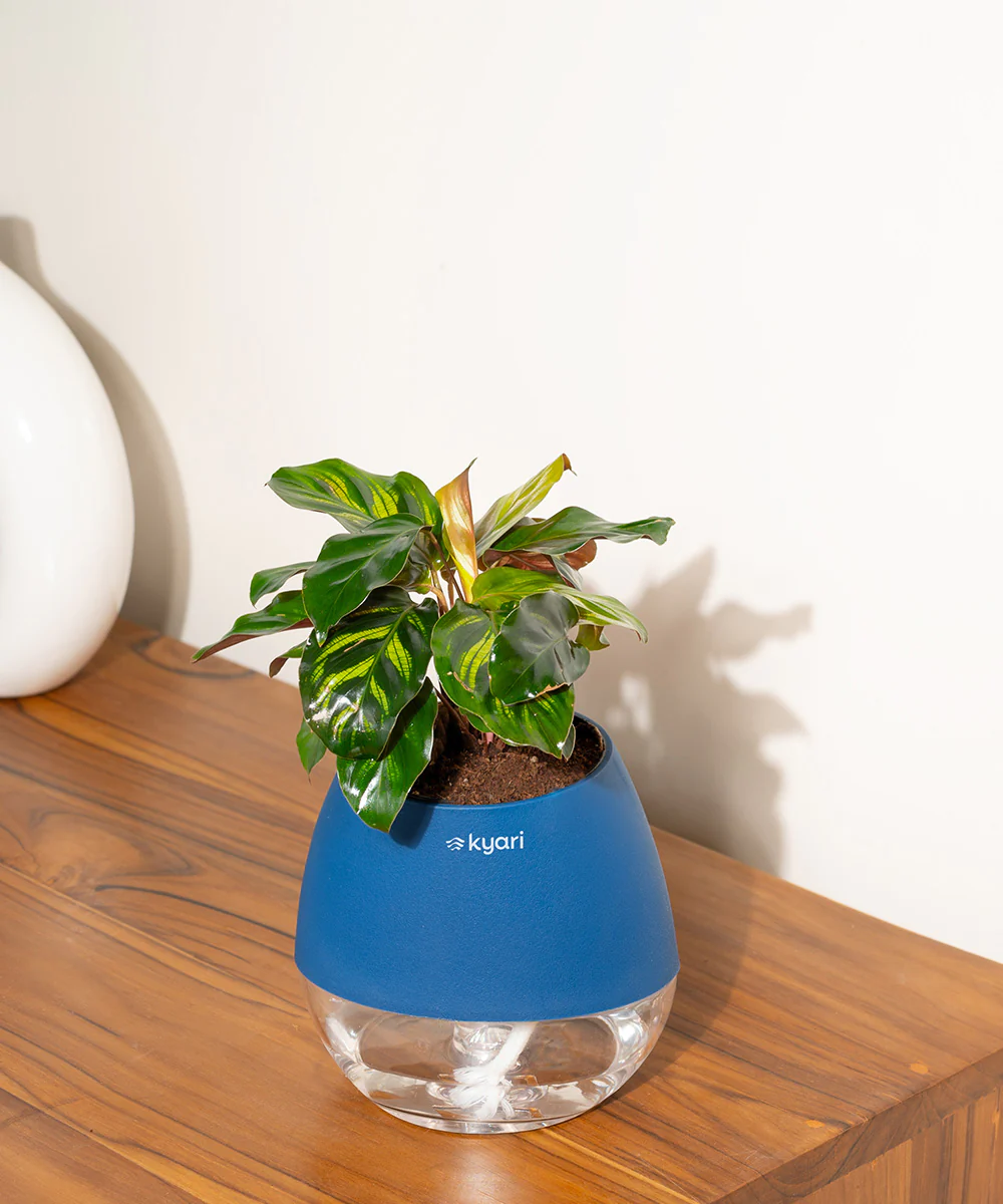 Product image 97
