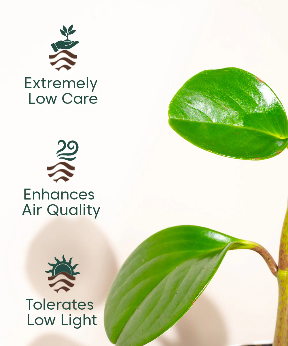 Product image 106