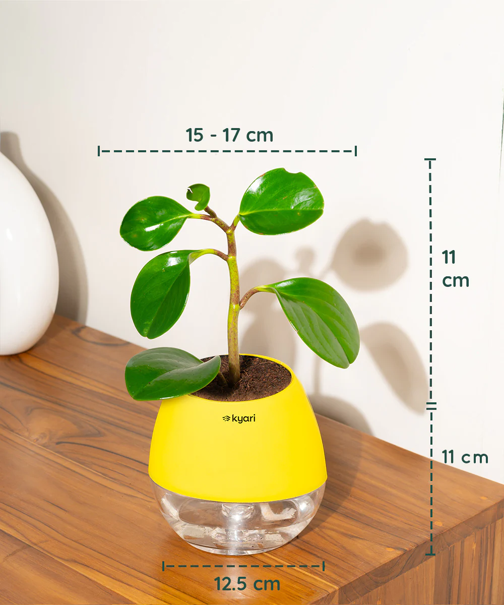 Product image 93
