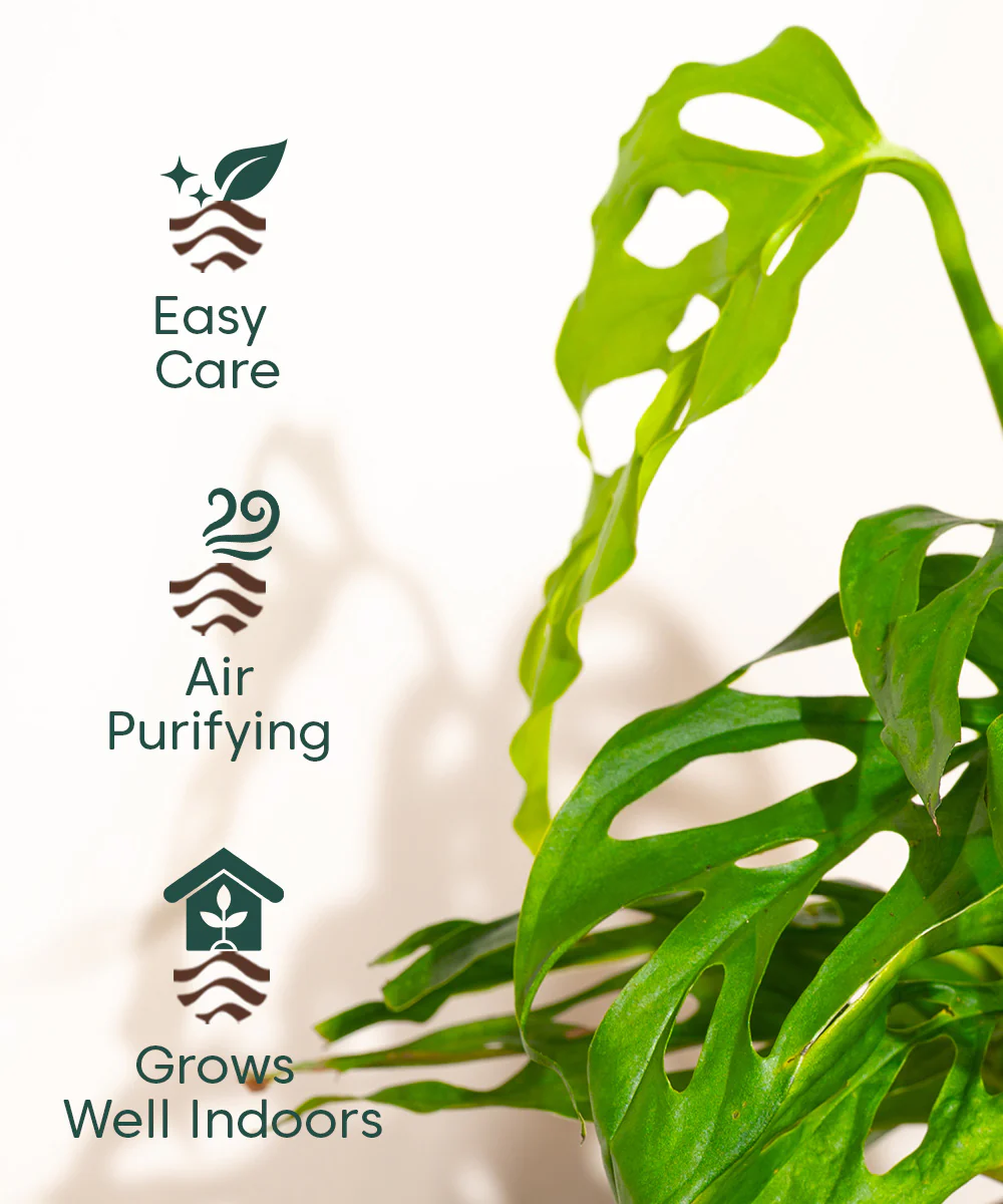Product image 110