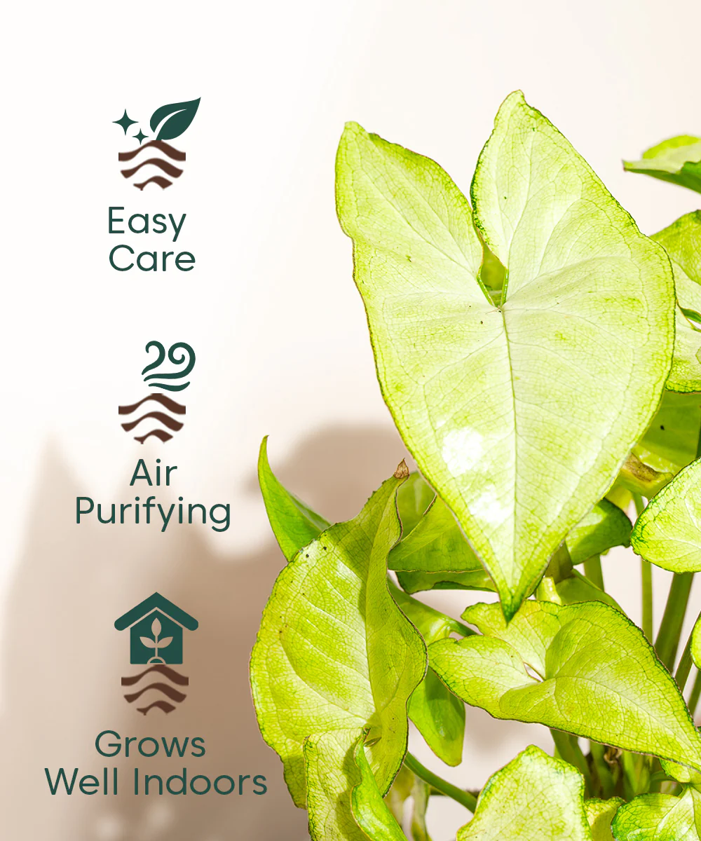 Product image 90